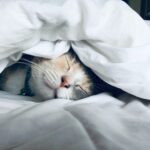 cat in pet friendly corporate housing bed