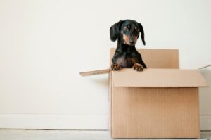 relocation housing dog in moving box